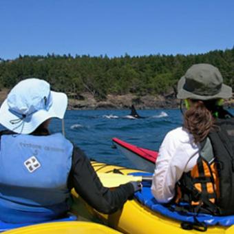 Join your guide for a fun, informative two day sea kayak and whale watching tour on the west side of San Juan Island.You&#39;ll use San Juan County Park as your base camp for kayaking and exploring on this two day adventure.The pristine waters of the San Juan Islands and Gulf Islands are host to over 85 resident Orca Whales and other wildlife. Sea Kayaking on the Haro Strait, the body of water that separates San Juan Island from Vancouver Island, puts you right in the heart of the best whale habitat on the west coast for seeing resident Orca whales.Resident Orca populations are organized into stable, highly social matrilineal family groups called &quot;pods.&quot; Known collectively as the &quot;Southern Residents&quot;, they return regularly to the west side of San Juan Island during the Summer months to take advantage of strong currents and optimal fishing for Chinook salmon.In addition to seeing whales, you will also have the opportunity to view brightly colored orange and purple s
